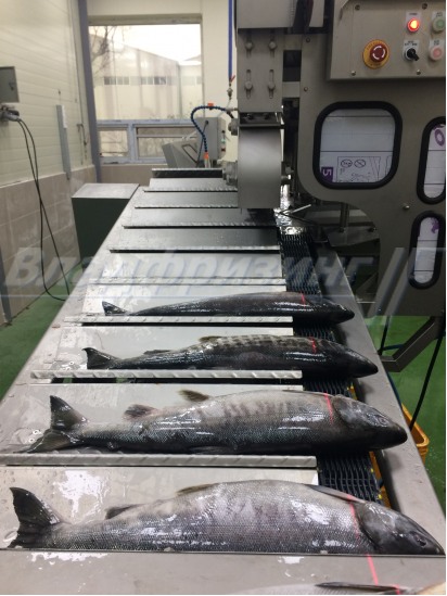 Автоматическая линия непрерывной переработки лосося  NOVA  (Ю. Корея - Россия)