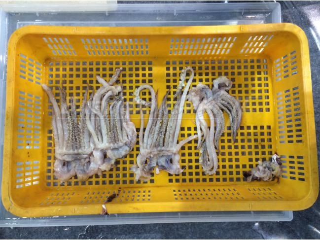 Установка переработки щупалец кальмара CHSA-Q2  (CHAMCO, Ю.Корея)